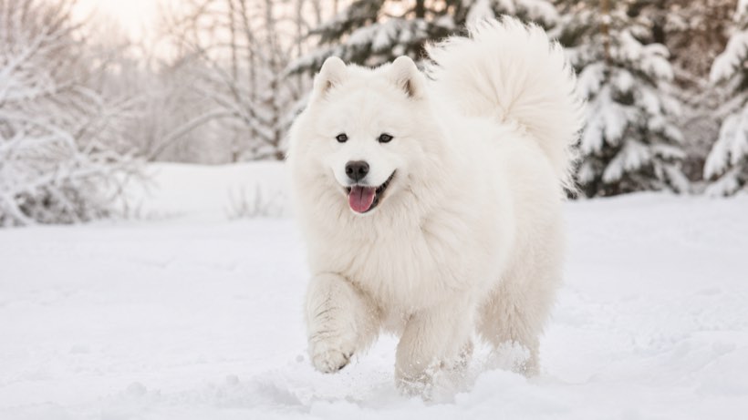 雪の中を駆ける白い犬